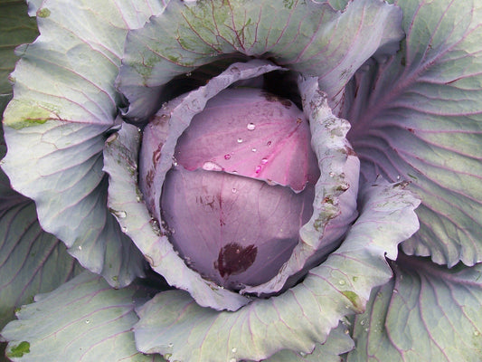 Red Acre Cabbage Seeds, 250 Heirloom Seeds Per Packet, Non GMO Seeds