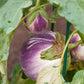 Rosa Blanca Eggplant, 100 Heirloom Seeds Per Packet, Non GMO Seeds