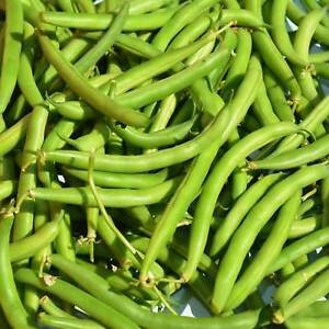 Provider Bush Bean Seeds, 30 Heirloom Seeds Per Packet, Non GMO Seeds