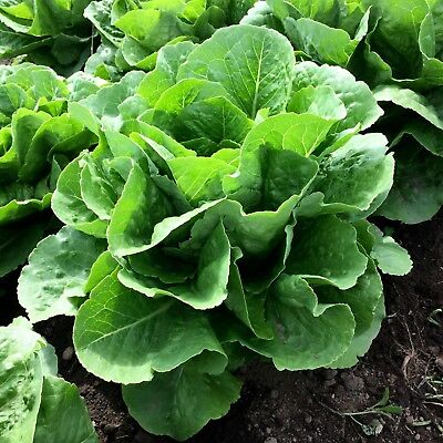 Parris Island Romaine Lettuce, 1000 Heirloom Seeds Per Packet, Non GMO Seeds