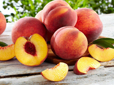 Nemaguard Peach Tree Seeds, 3 Seeds Per Packet