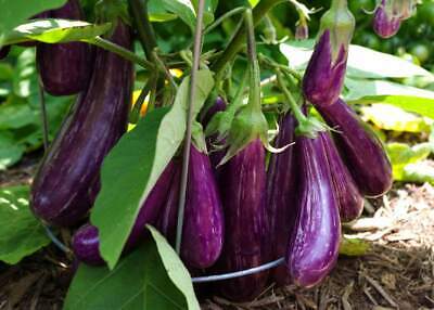 Long Purple Eggplant Seeds, 100 Heirloom Seeds Per Packet, Non GMO Seeds
