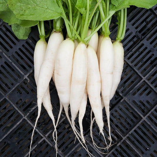 White Icicle Radish, 200 Heirloom Seeds Per Packet, Non GMO Seeds
