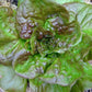 Bronze Mignonette Butterhead Lettuce Seeds, 1000 Heirloom Seeds Per Packet, Non GMO Seeds