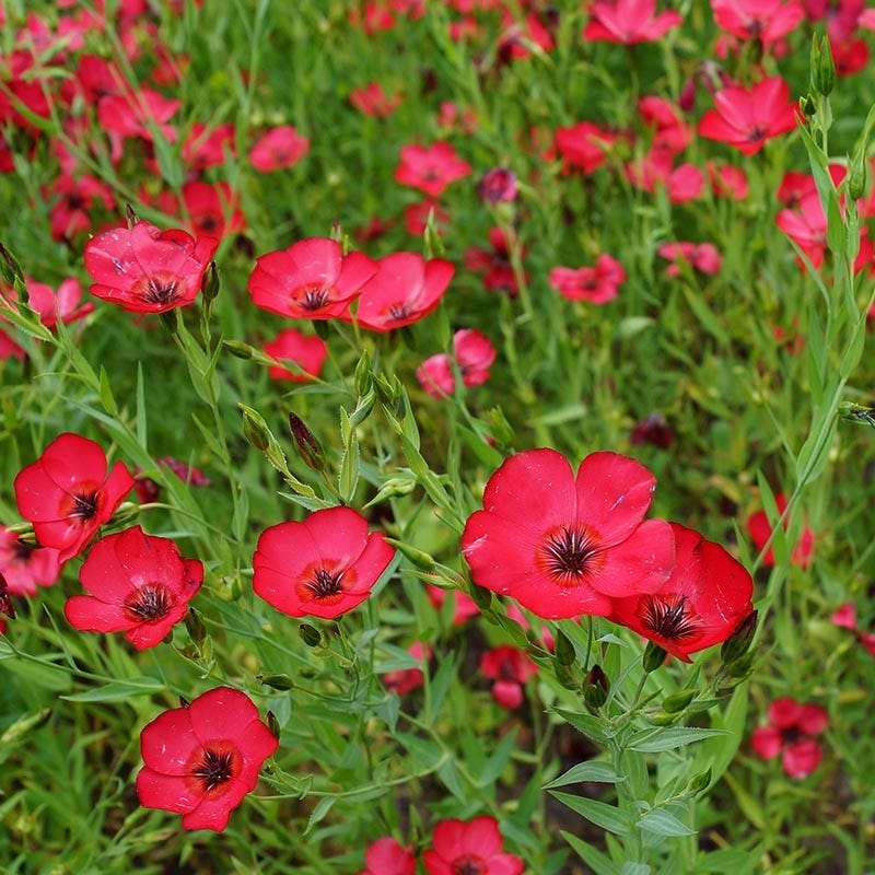 Scarlet Flax, 150 Flower Seeds Per Packet