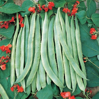 Scarlet Runner Pole Bean, 25 Heirloom Seeds Per Packet, Non GMO Seeds