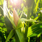 Bodacious RM Hybrid Corn, 50+ Heirloom Seeds Per Packet, Non GMO Seeds, Botanical Name: Zea mays