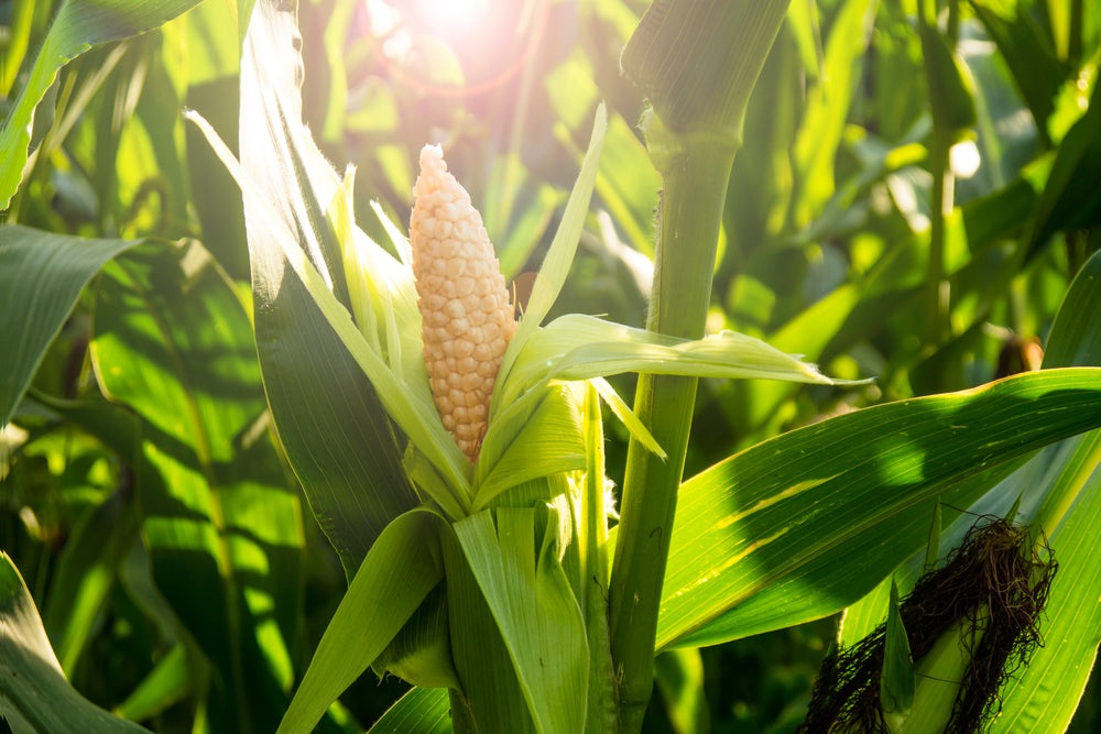 Bodacious RM Hybrid Corn, 50+ Heirloom Seeds Per Packet, Non GMO Seeds, Botanical Name: Zea mays