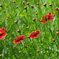 Red Coreopsis Plains Semi-Dwarf, 1500 Heirloom Seeds Per Packet, Non GMO Seeds