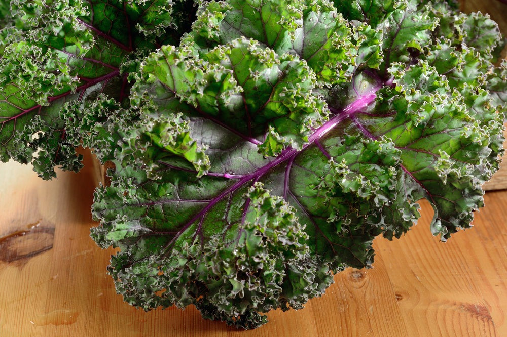Red Russian Kale Seeds, 750+ Heirloom Seeds Per Packet, Non GMO Seeds