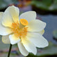 American Lotus Aquatic Flower, 5 Seeds Per Packet