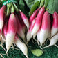 French Breakfast Radish, 200 Heirloom Seeds Per Packet, Non GMO Seeds