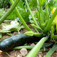 Black Beauty Summer Squash, 25 Heirloom Seeds Per Packet, Non GMO Seeds