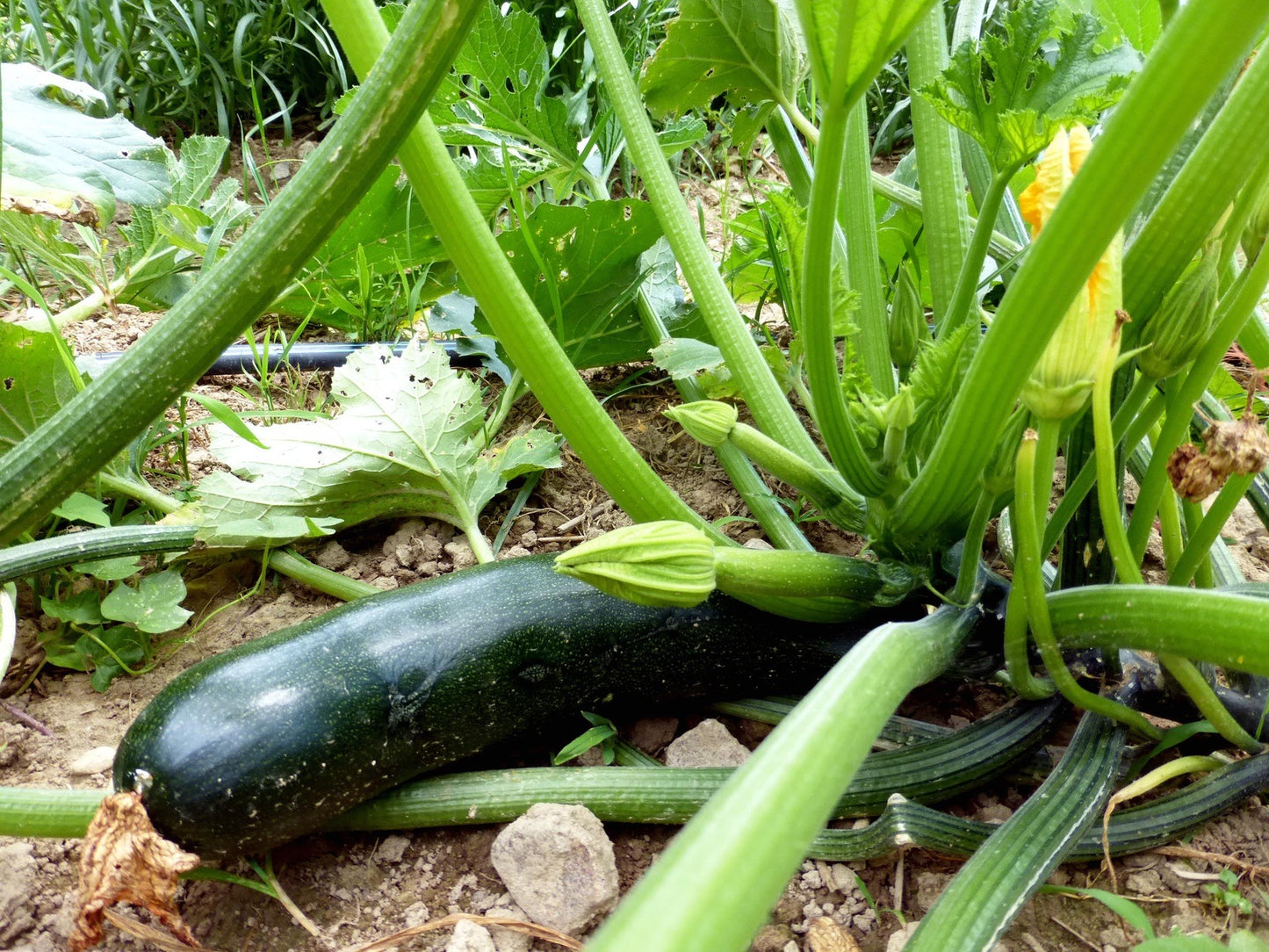 Black Beauty Summer Squash, 25 Heirloom Seeds Per Packet, Non GMO Seeds