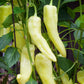 Banana Pepper Seeds, 100 Heirloom Seeds Per Packet, Non GMO Seeds