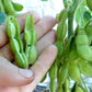Edamame Soybean Seeds, 25 Heirloom Seeds Per Packet, Non GMO Seeds