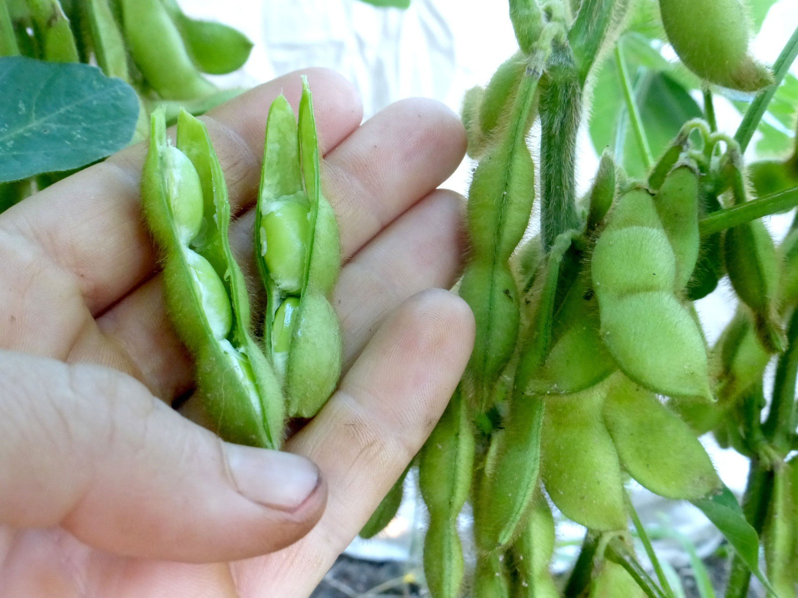 Edamame Soybean Seeds, 25 Heirloom Seeds Per Packet, Non GMO Seeds