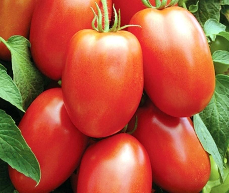 Italian Roma Heirloom Tomato, 25+ Heirloom Seeds Per Packet, Non GMO Seeds