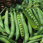 Green Arrow Garden Pea, 50 Heirloom Seeds Per Packet, Non GMO Seeds