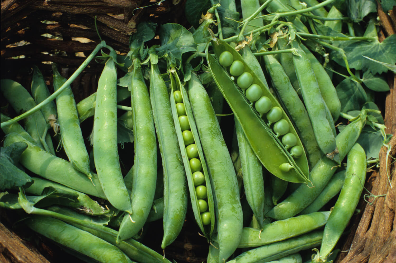 Green Arrow Garden Pea, 50 Heirloom Seeds Per Packet, Non GMO Seeds
