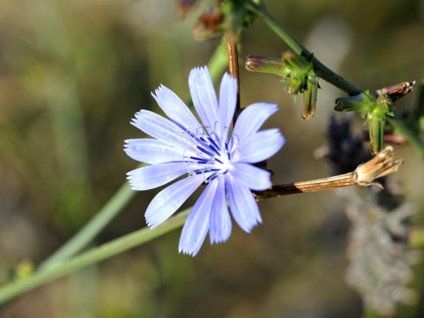 Chicory Trigger, 1500 Flower Seeds Per Packet