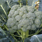 Waltham 29 Broccoli Seeds, 300 Heirloom Seeds Per Packet, Non GMO Seeds