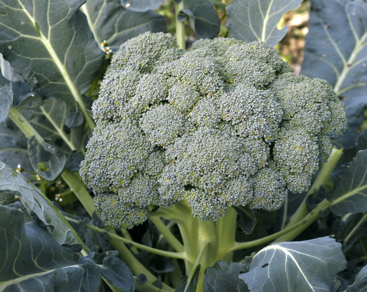 Waltham 29 Broccoli Seeds, 300 Heirloom Seeds Per Packet, Non GMO Seeds